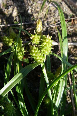 Carex viridula \ Sp�te Gelb-Segge / Little Green Sedge, Small-Fruited Yellow Sedge, D Germersheim-Lingenfeld 10.7.2008
