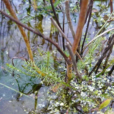 Carum verticillatum \ Quirlbl�ttriger K�mmel, Quirl-K�mmel / Whorled Caraway, D Botan. Gar.  Universit.  Mainz 13.9.2008