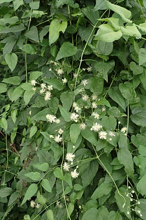 Clematis vitalba \ Gew�hnliche Waldrebe / Traveller's Joy, D Grettstadt 18.7.2015