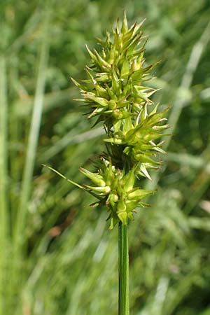 Carex otrubae \ Hain-Segge, Falsche Fuchs-Segge / False Fox Sedge, D Pfronten 28.6.2016