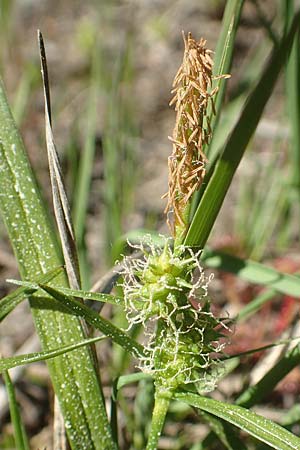 Carex viridula \ Sp�te Gelb-Segge / Little Green Sedge, Small-Fruited Yellow Sedge, D Ober-Roden 7.5.2018
