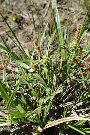 Carex viridula \ Sp�te Gelb-Segge / Little Green Sedge, Small-Fruited Yellow Sedge, D Ober-Roden 7.5.2018