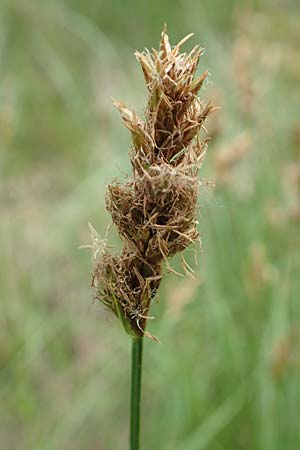 Carex vulpinoidea \ Falsche Fuchs-Segge / American Fox Sedge, Brown Fox Sedge, D Bochum 22.5.2018