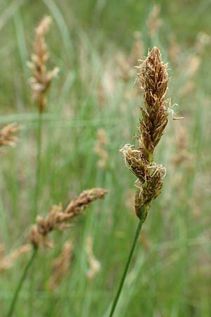 Carex vulpinoidea \ Falsche Fuchs-Segge / American Fox Sedge, Brown Fox Sedge, D Bochum 22.5.2018