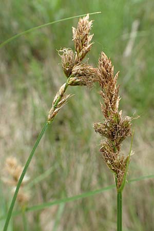 Carex vulpinoidea, Falsche Fuchs-Segge