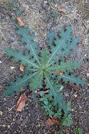 Cirsium vulgare \ Gew�hnliche Kratzdistel, Lanzett-Kratzdistel / Spear Thistle, D Mannheim 16.9.2018