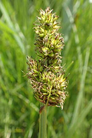 Carex vulpina \ Fuchs-Segge / True Fox Sedge, D Dreieich 19.5.2019