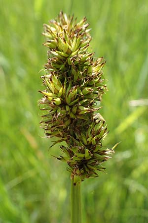Carex vulpina \ Fuchs-Segge / True Fox Sedge, D Dreieich 19.5.2019