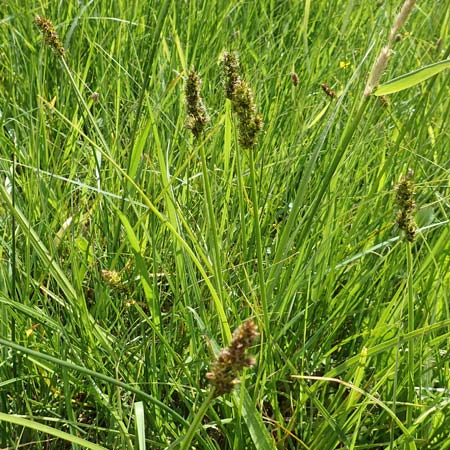 Carex vulpina \ Fuchs-Segge / True Fox Sedge, D Dreieich 19.5.2019