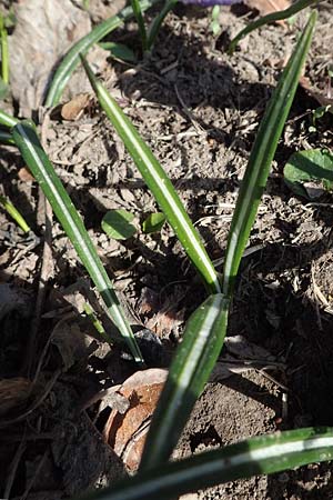 Crocus vernus s.l. \ Fr�hlings-Krokus / Spring Crocus, D Ludwigshafen 8.3.2021