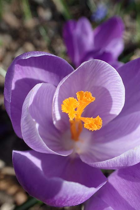 Crocus vernus s.l. \ Fr�hlings-Krokus / Spring Crocus, D Ludwigshafen 8.3.2021