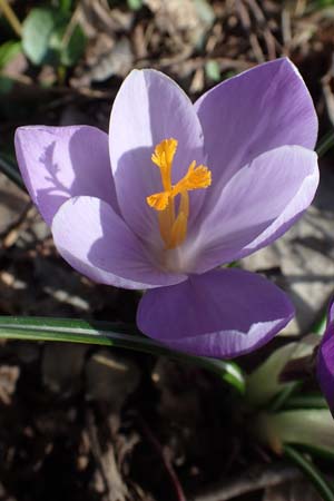 Crocus vernus s.l. \ Fr�hlings-Krokus / Spring Crocus, D Ludwigshafen 8.3.2021