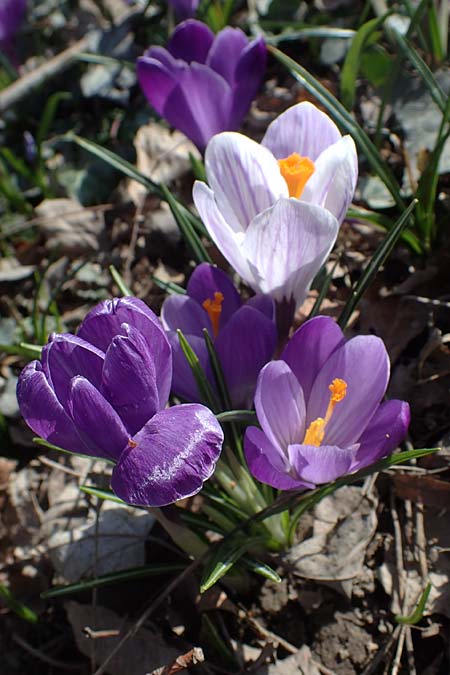 Crocus vernus s.l. \ Fr�hlings-Krokus / Spring Crocus, D Ludwigshafen 8.3.2021
