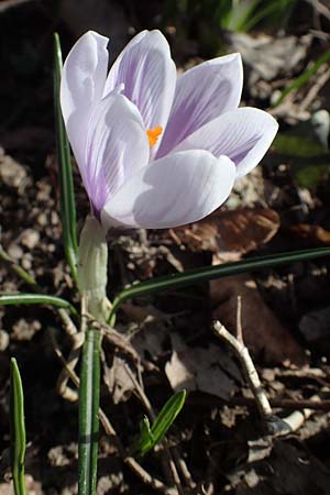 Crocus vernus s.l. \ Fr�hlings-Krokus / Spring Crocus, D Ludwigshafen 8.3.2021