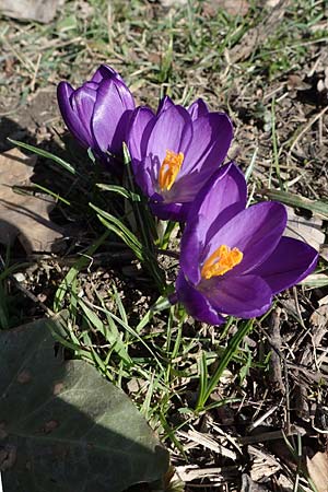 Crocus vernus s.l. \ Fr�hlings-Krokus / Spring Crocus, D Ludwigshafen 8.3.2021