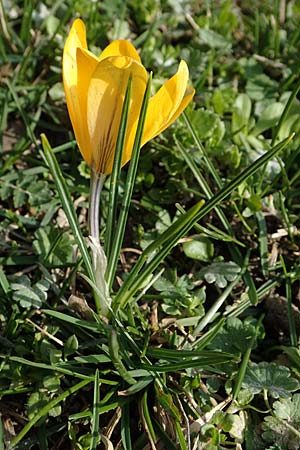 Crocus chrysanthus, Kleiner Krokus, Balkan-Krokus