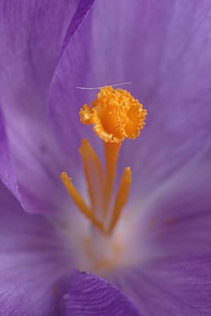 Crocus vernus s.l. \ Fr�hlings-Krokus / Spring Crocus, D Ludwigshafen 18.3.2021