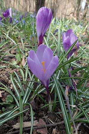 Crocus vernus s.l. \ Fr�hlings-Krokus / Spring Crocus, D Ludwigshafen 18.3.2021