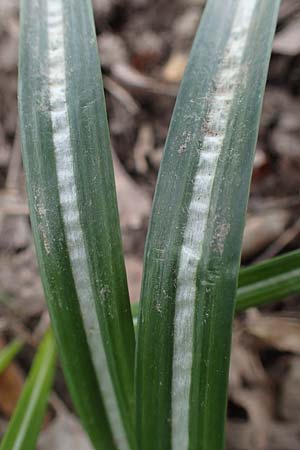 Crocus vernus s.l. \ Fr�hlings-Krokus / Spring Crocus, D Ludwigshafen 7.4.2021