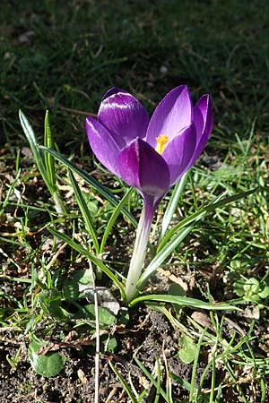 Crocus vernus s.l. \ Fr�hlings-Krokus / Spring Crocus, D Mannheim-Rheinau 26.2.2022
