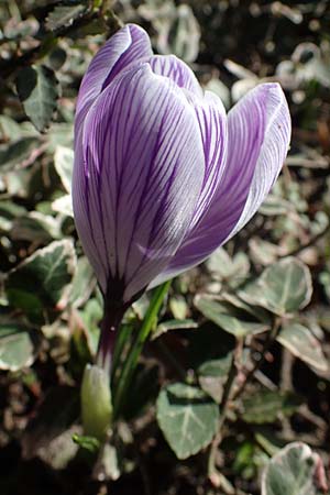 Crocus vernus s.l. \ Fr�hlings-Krokus / Spring Crocus, D Mannheim-Rheinau 26.2.2022