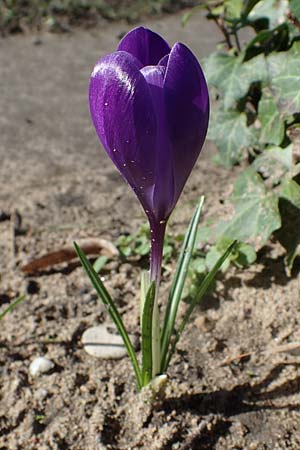 Crocus vernus s.l. \ Fr�hlings-Krokus / Spring Crocus, D Mannheim-Rheinau 26.2.2022