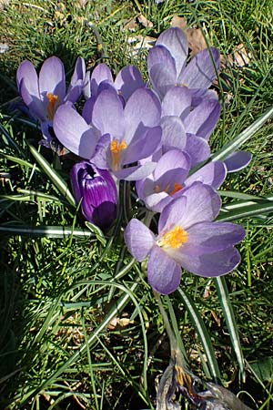 Crocus tommasinianus x vernus, Hybrid-Krokus
