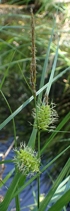 Carex vesicaria \ Blasen-Segge / Blister Sedge, D M&uuml;hlheim am Main - L&auml;mmerspiel 30.5.2023