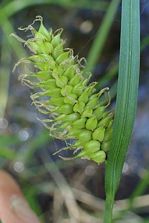 Carex vesicaria \ Blasen-Segge / Blister Sedge, D M&uuml;hlheim am Main - L&auml;mmerspiel 30.5.2023