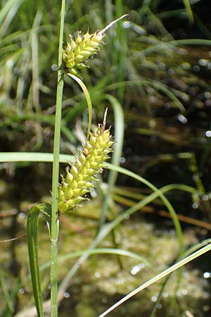 Carex vesicaria \ Blasen-Segge / Blister Sedge, D Neu-Isenburg 30.5.2023
