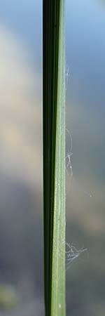 Carex vulpina \ Fuchs-Segge / True Fox Sedge, D Th&uuml;ringen, Kindelbr&uuml;ck 14.6.2023