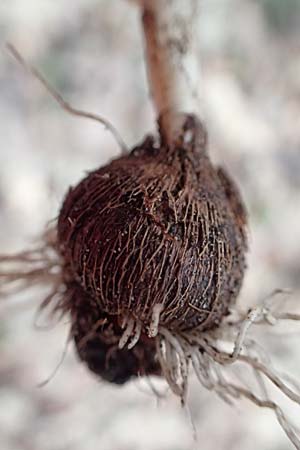 Crocus vernus s.l. \ Fr�hlings-Krokus / Spring Crocus, D Mannheim 1.3.2024