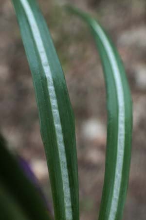 Crocus vernus s.l. \ Fr�hlings-Krokus / Spring Crocus, D Mannheim 1.3.2024
