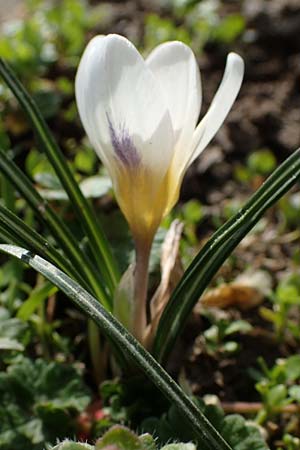 Crocus chrysanthus, Kleiner Krokus, Balkan-Krokus