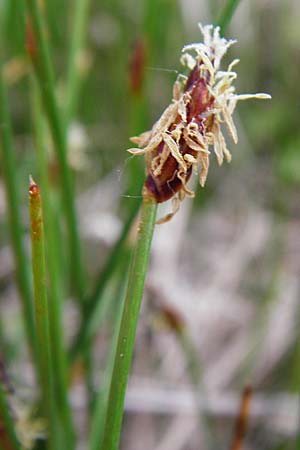 Eleocharis uniglumis \ Einspelzige Sumpfbinse / Spike Rush, D M&uuml;nzenberg 16.5.2015