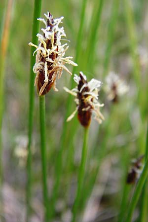 Eleocharis uniglumis \ Einspelzige Sumpfbinse / Spike Rush, D M&uuml;nzenberg 16.5.2015