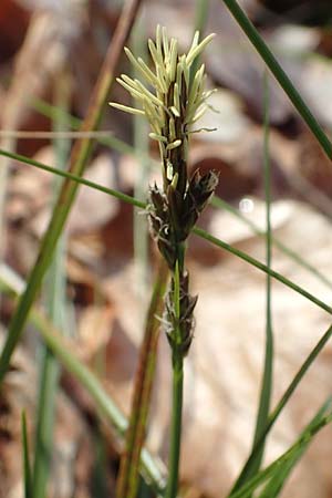 Carex umbrosa \ Schatten-Segge / Umbrosa Sedge, D Babenhausen 28.4.2016
