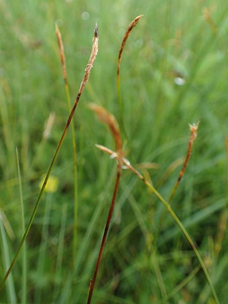 Carex davalliana \ Davalls Segge, Torf-Segge / Turf Sedge, Bath Sedge, D Pfronten 9.6.2016