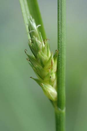 Carex remota \ Winkel-Segge / Remote Sedge, D Gro&szlig;wallstadt am Main 25.6.2016