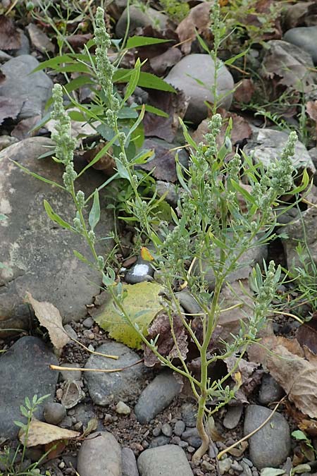 Chenopodium album \ Wei�er G�nsefu�, Wilde Melde / Fat Hen, D Wei&szlig;enthurm-Kaltenengers 27.9.2017