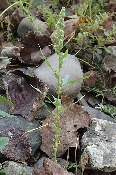 Chenopodium album \ Wei�er G�nsefu�, Wilde Melde / Fat Hen, D Wei&szlig;enthurm-Kaltenengers 27.9.2017