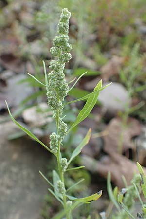Chenopodium album \ Wei�er G�nsefu�, Wilde Melde / Fat Hen, D Wei&szlig;enthurm-Kaltenengers 27.9.2017