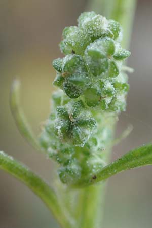 Chenopodium album \ Wei�er G�nsefu�, Wilde Melde / Fat Hen, D Wei&szlig;enthurm-Kaltenengers 27.9.2017