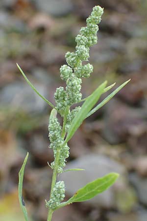 Chenopodium album \ Wei�er G�nsefu�, Wilde Melde / Fat Hen, D Wei&szlig;enthurm-Kaltenengers 27.9.2017
