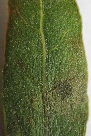 Chenopodium album \ Wei�er G�nsefu�, Wilde Melde / Fat Hen, D Wei&szlig;enthurm-Kaltenengers 2.10.2017