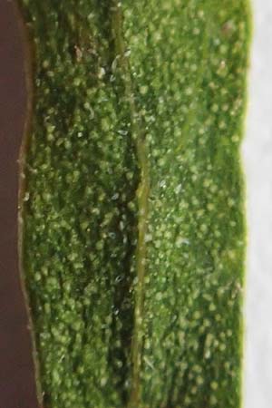 Chenopodium album \ Wei�er G�nsefu�, Wilde Melde / Fat Hen, D Wei&szlig;enthurm-Kaltenengers 2.10.2017