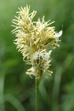 Carex brizoides \ Zittergras-Segge / Quaking Grass Sedge, D Offenburg 25.4.2018