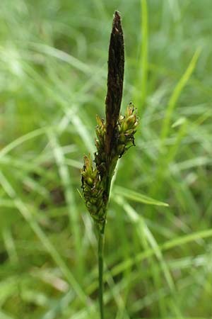 Carex ericetorum \ Heide-Segge / Heath Sedge, D Heidelberg 19.5.2018