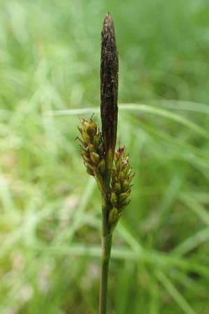 Carex ericetorum \ Heide-Segge / Heath Sedge, D Heidelberg 19.5.2018