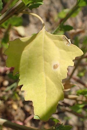 Chenopodium probstii \ Probsts G�nsefu� / Probst's Goosefoot, D Bamberg 5.9.2018